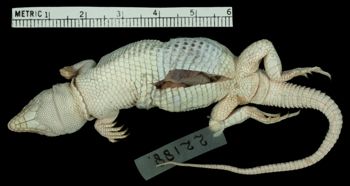 Media type: image;   Herpetology R-22188 Aspect: ventral